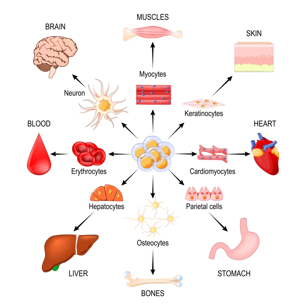 An infographic showing what induced pluripotent stem cells can be used for.
