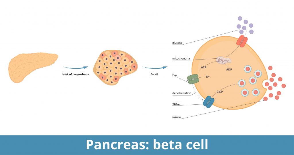 An illustration of the pancreas and a beta cell.